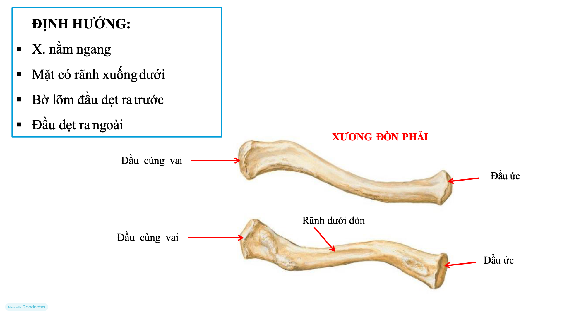Xương đòn phải