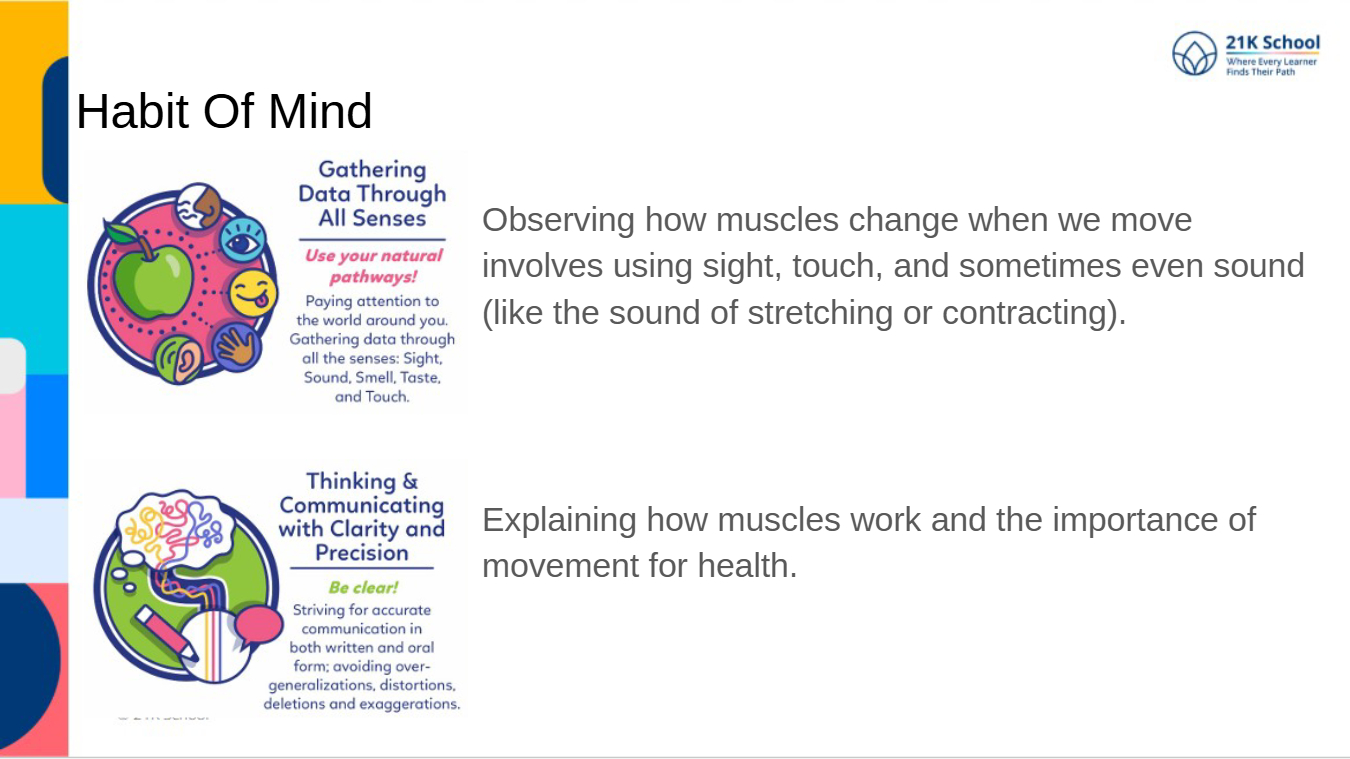 Muscular system Lesson