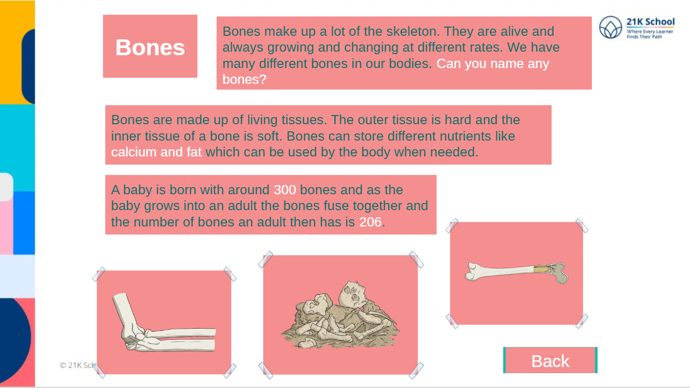 Revisit Skeleton System Lesson