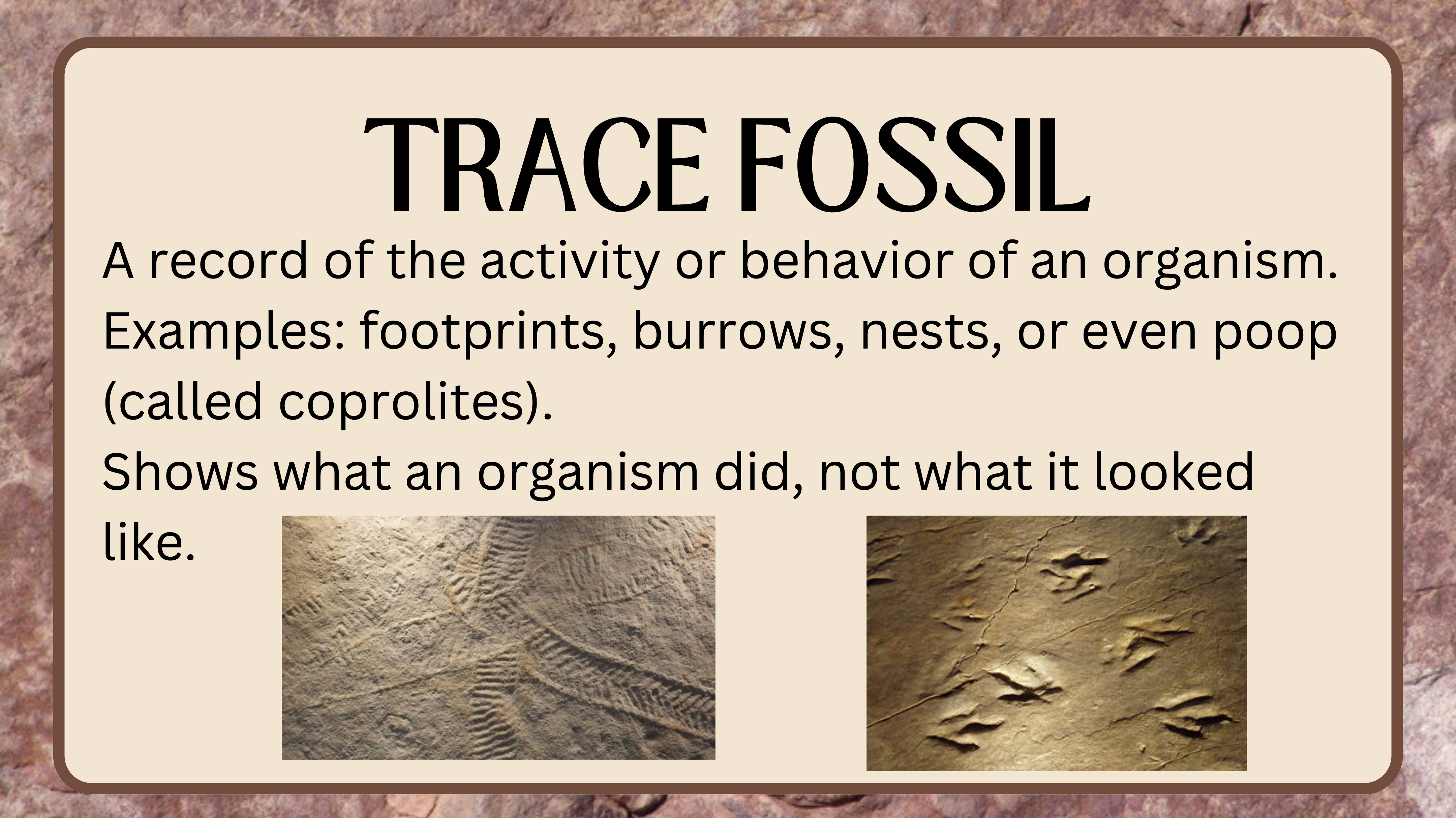 Fossils & Geo Time Lesson