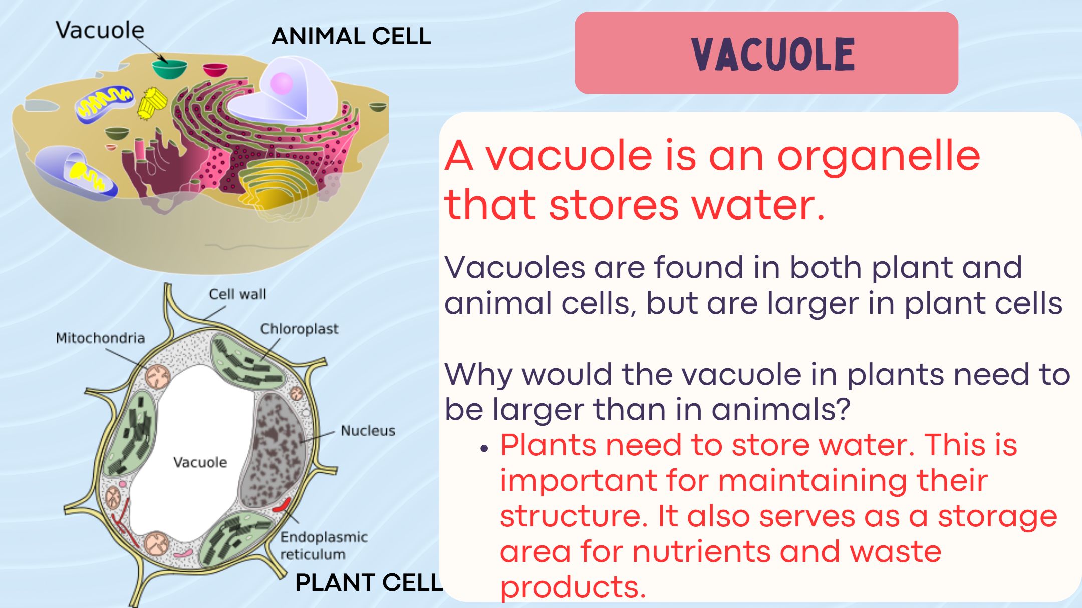 Types of Cells Lesson
