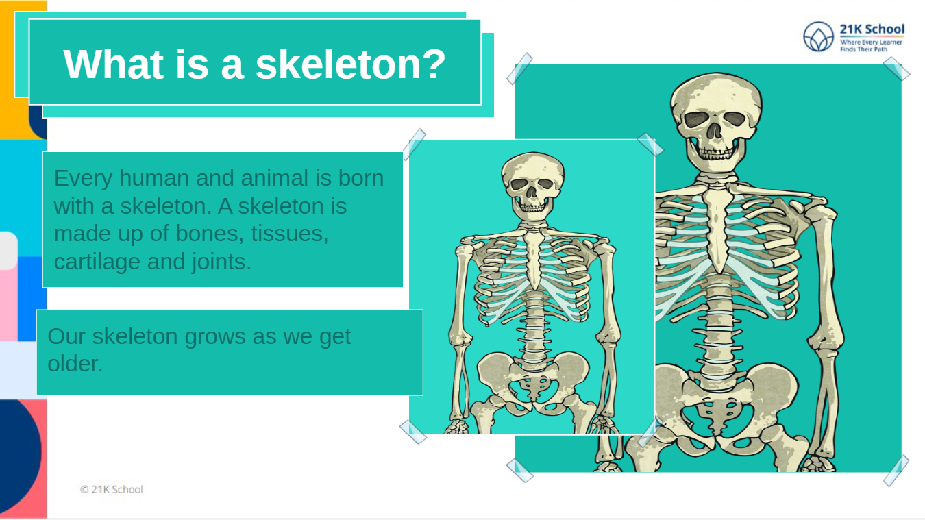 Revisit Skeleton System Lesson