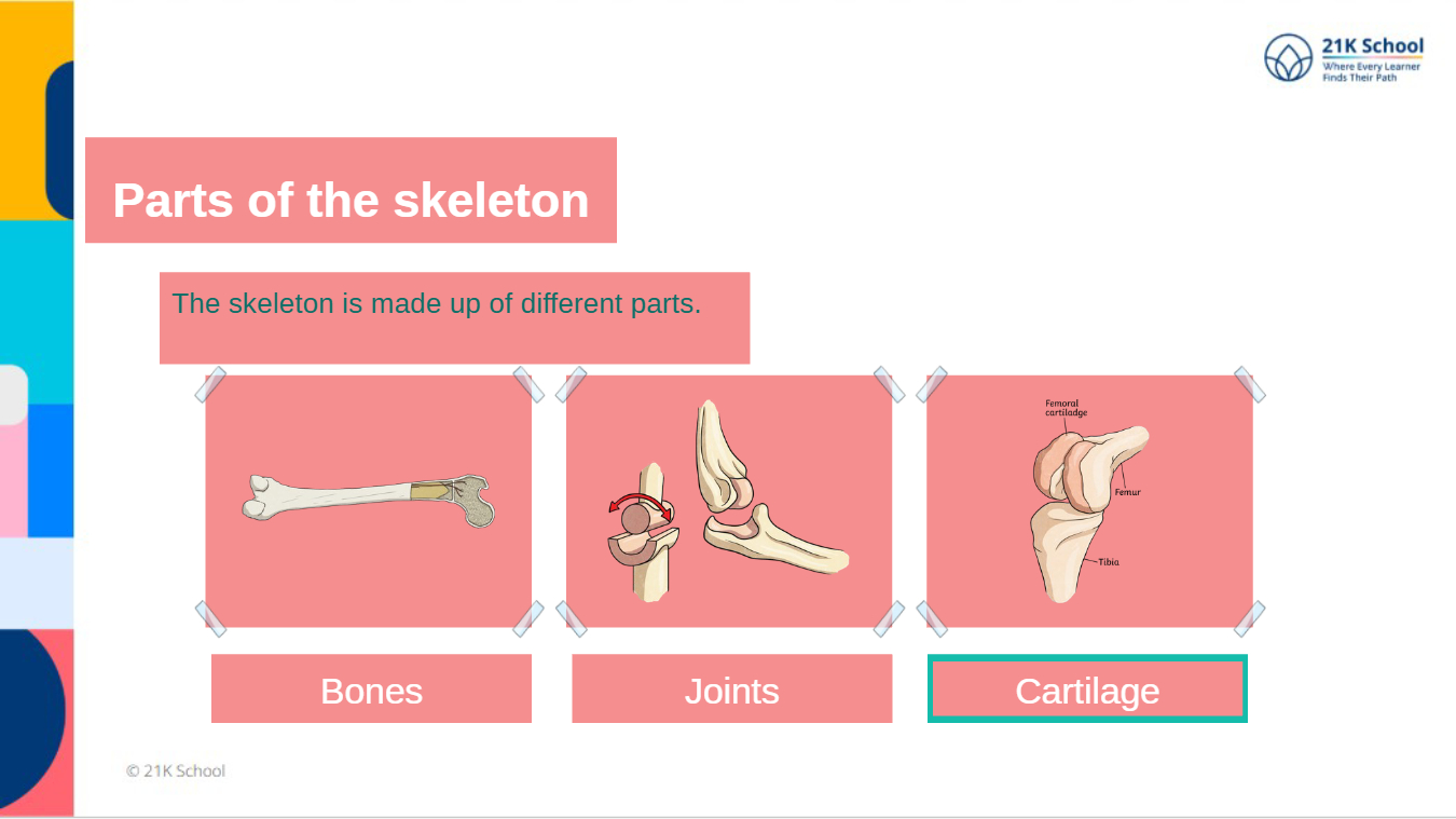 Revisit Skeleton System Lesson