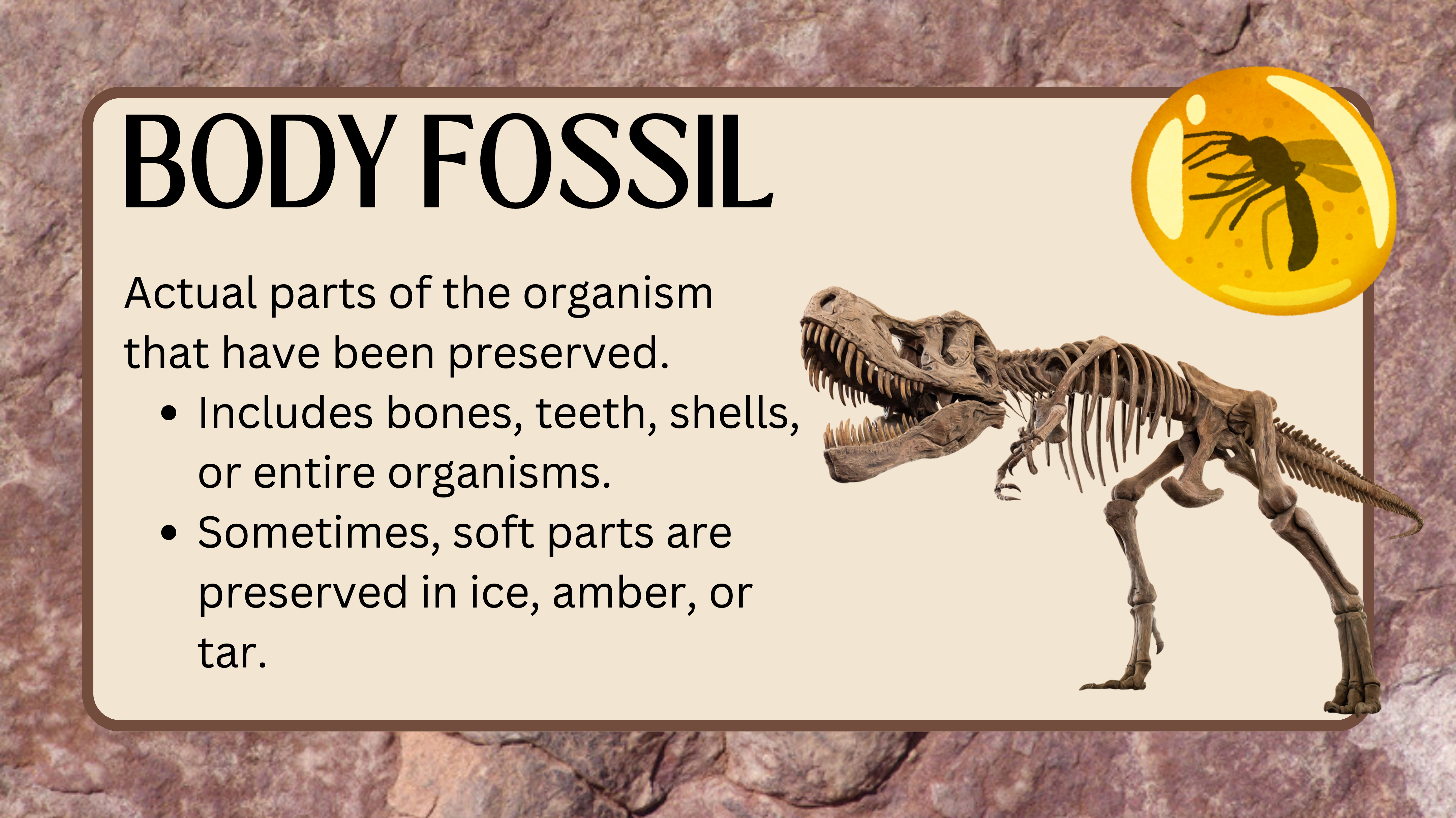 Fossils & Geo Time Lesson