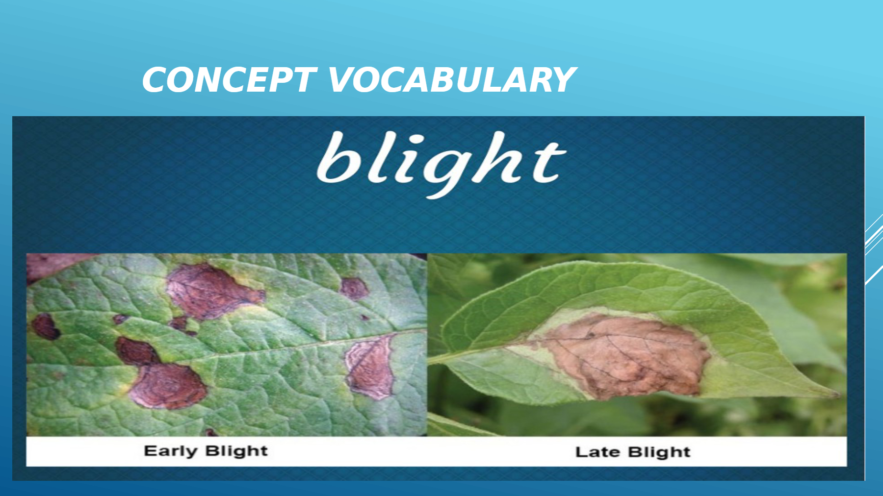 From Silent Spring Concept Vocabulary Lesson