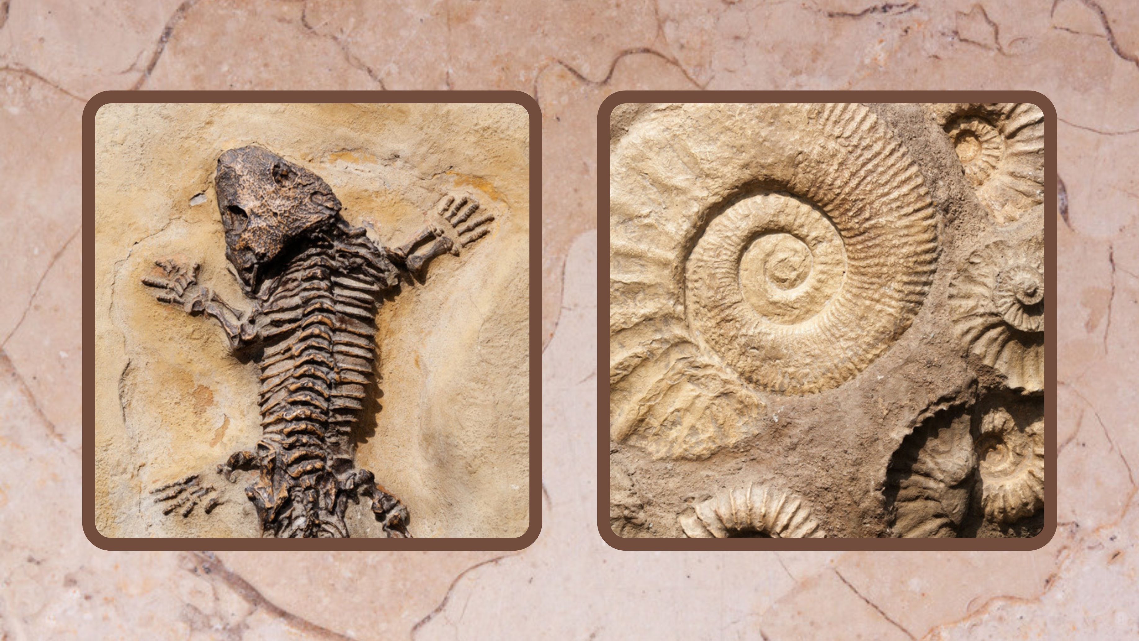 Fossils & Geo Time Lesson