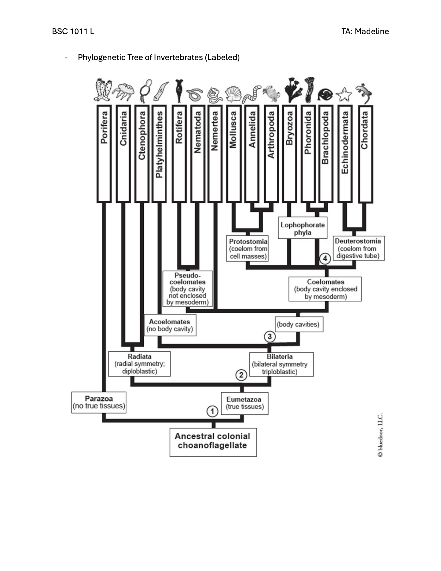 Phylogenetic Trees and Invertebrates Worksheet Quiz