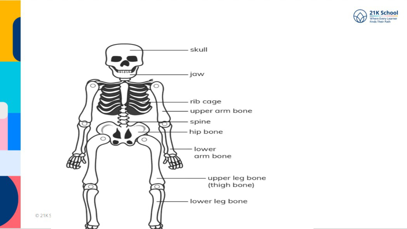 Revisit Skeleton System Lesson