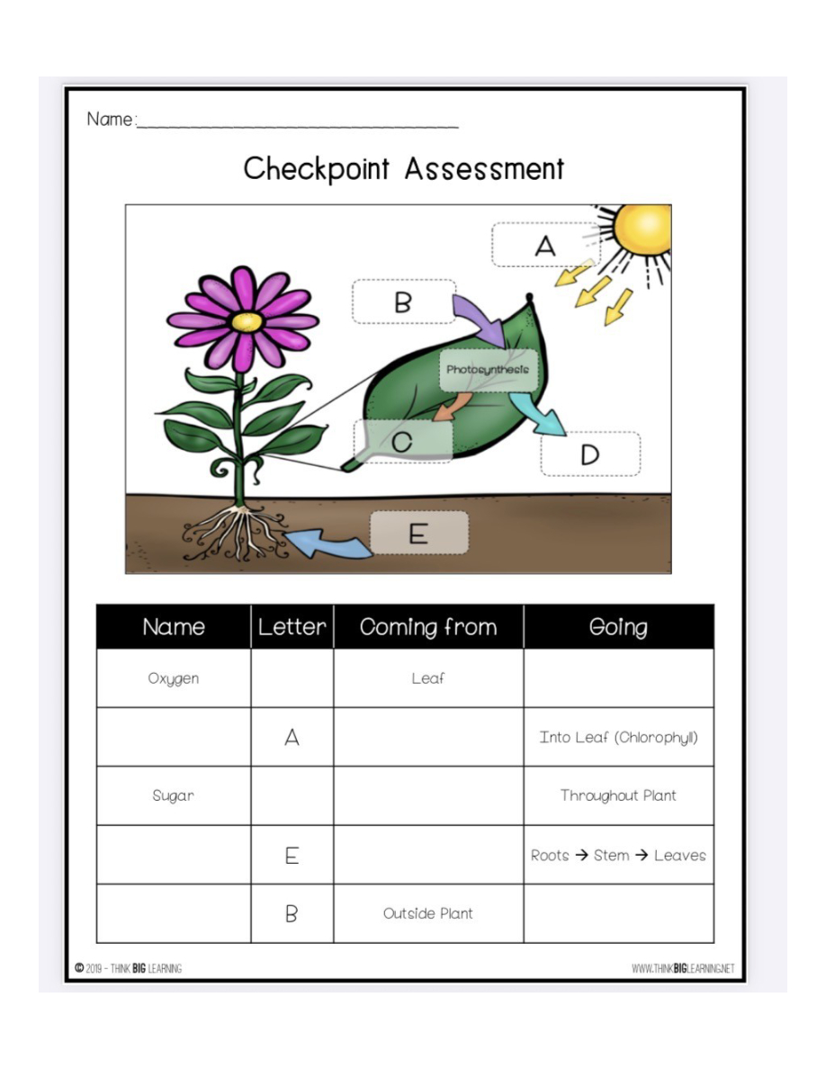Checkpoint Assessment – Photosynthesis Diagram Quiz