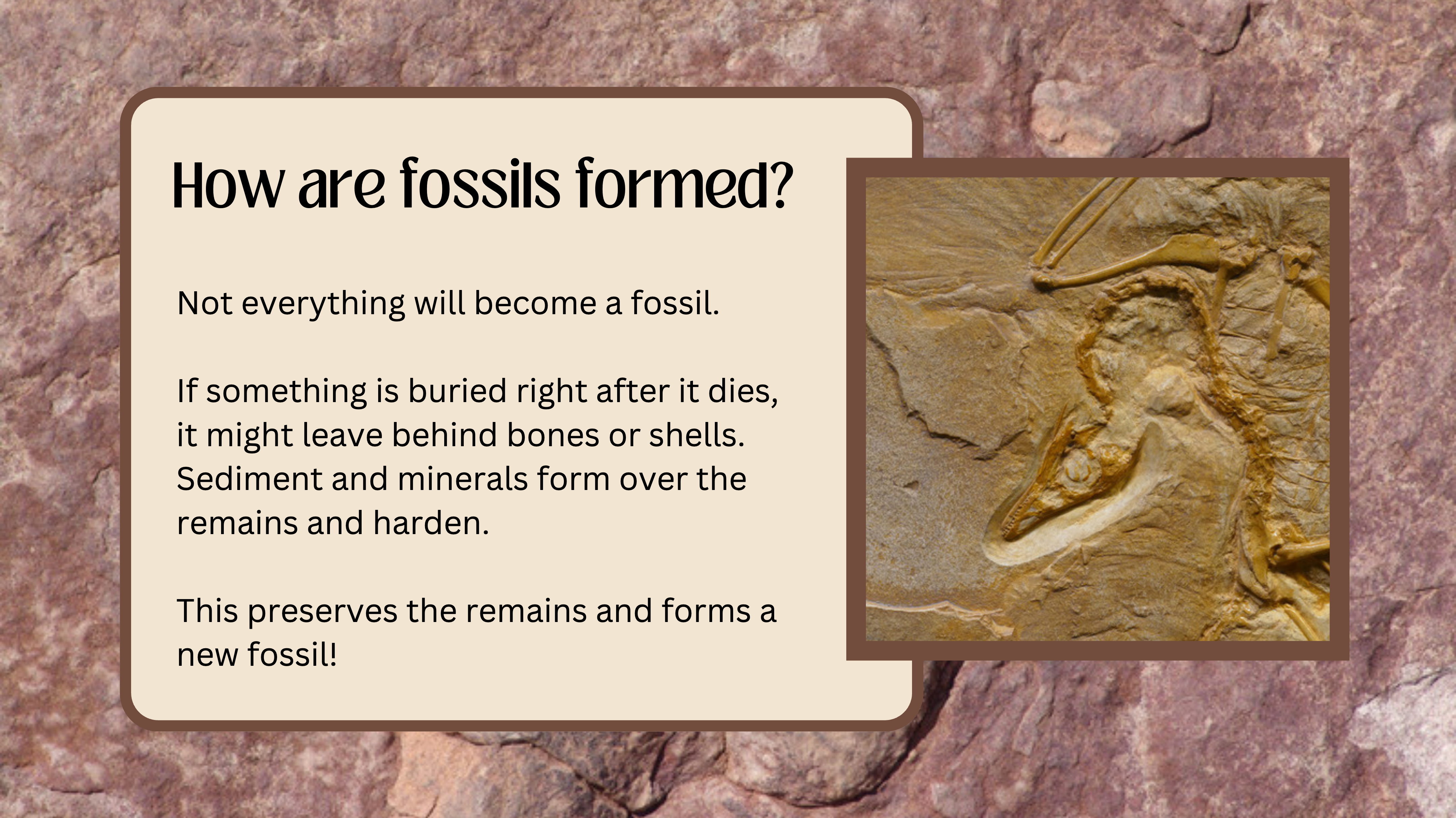 Fossils & Geo Time Lesson
