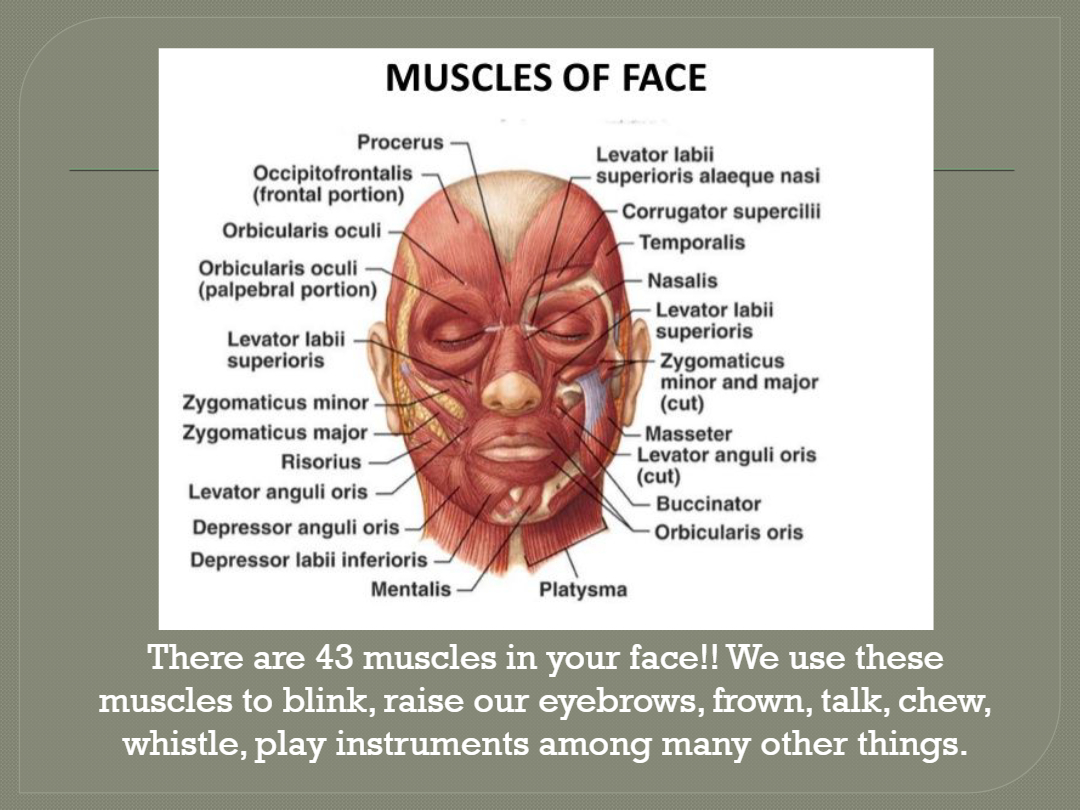 Head, Face and Neck Anatomy Lesson