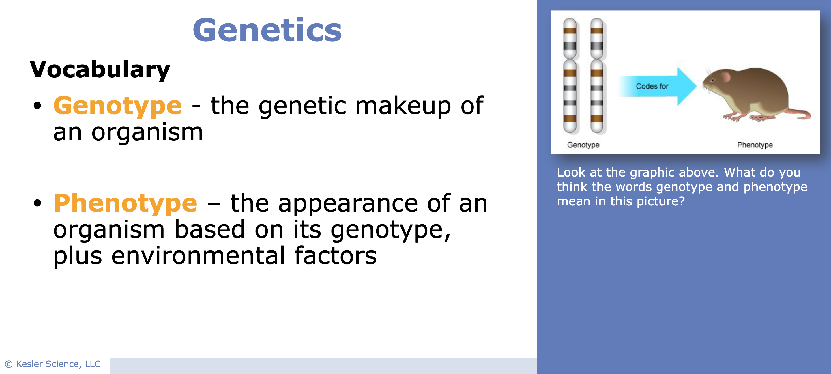 Genetics Interactive Lesson Lesson